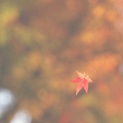 落ちる紅葉の葉っぱ