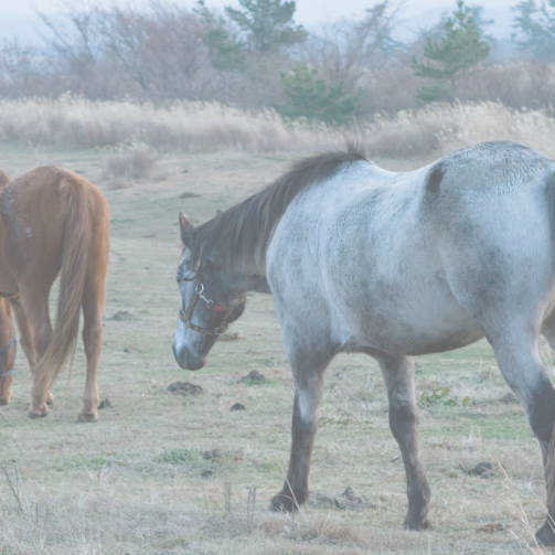 高原の馬