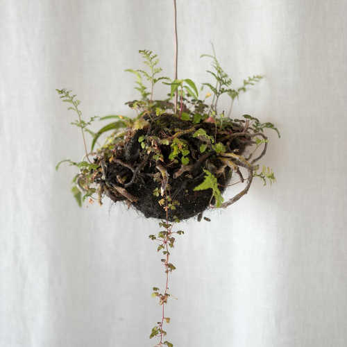 植物