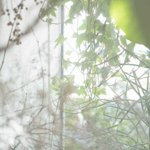 花屋の植物