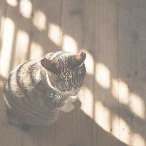 福岡のカメラマンの愛猫の のんちゃん