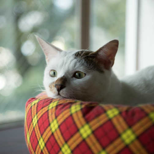 福岡のカメラマンの愛猫のぽちくん