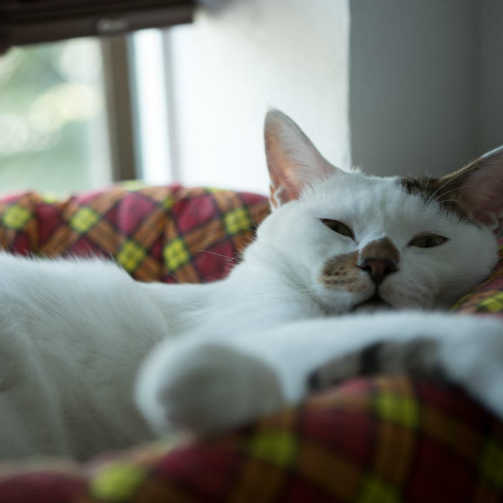 福岡のカメラマンの愛猫のぽちくん